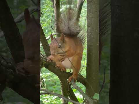 Белка песню не поёт, она орех грецкий грызёт:) 🐿 #лето #лес #белка #красота