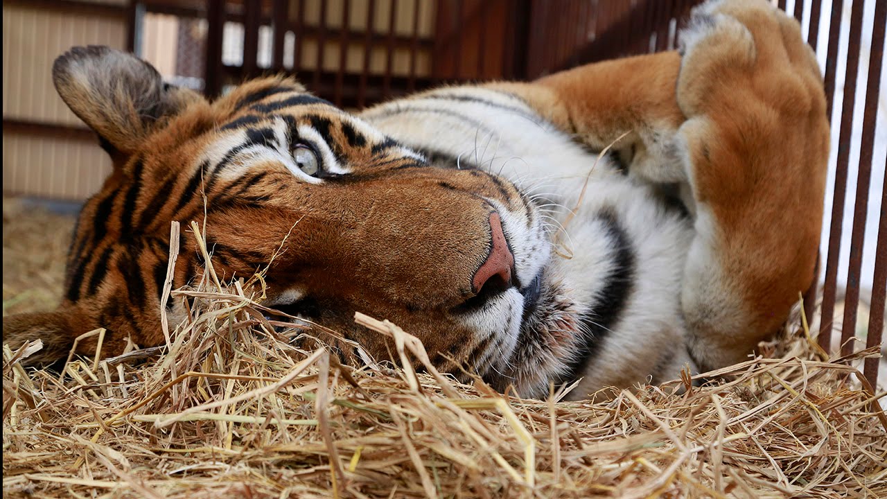 The Rescue of Hoover The Peruvian Circus Tiger - YouTube