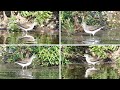 Bird Facts The Wood Sandpiper Bird Facts The Wood Sandpiper