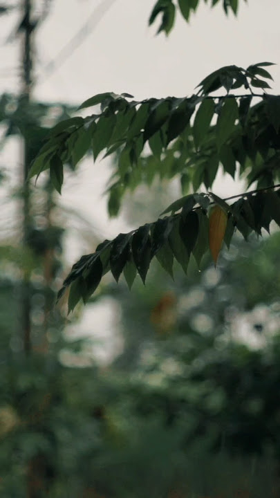 video cinematic hujan | sony a6000 lensa supertakumar 50mm f1.4 7element. #cinematic #sadvibes