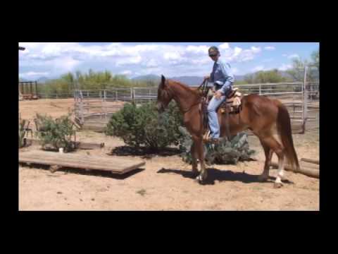 Buckshot- Missouri Fox Trotter Gelding