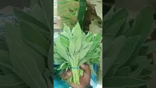 Looking For Dm 254110044949