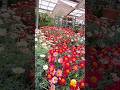 Garden store in Germany. #beautifulcity #enjoy #enjoyment #germany #flowers #shopping #германия #🤍