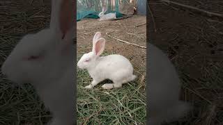 Curious Bunny Smelling Everything Har Cheez Ko Suunghta Khargosh