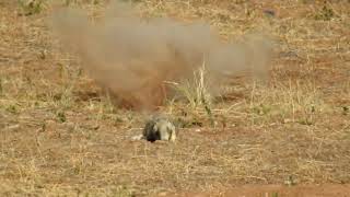 Prairie Dogs with 17 WSM