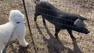 Denali, the English Goldendoodle, meets new friend, Mr. Pig.Hmmm.... Do I know you from somewhere? by Abbey Acres 168 views 1 year ago 1 minute, 8 seconds