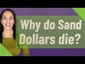 Why do Sand Dollars die mp3