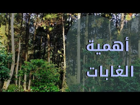 فيديو: ما هي الغابة؟