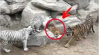 Labrador fell into a Tiger enclosure. What happened next is incredible!