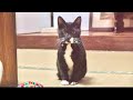 子猫の様子がいつもと違うんだけどなぜ??