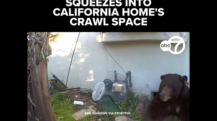 500-pound bear squeezes into California home's crawl space