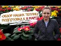 Цветы и рассада - что растёт в наших теплицах на сегодняшний день.