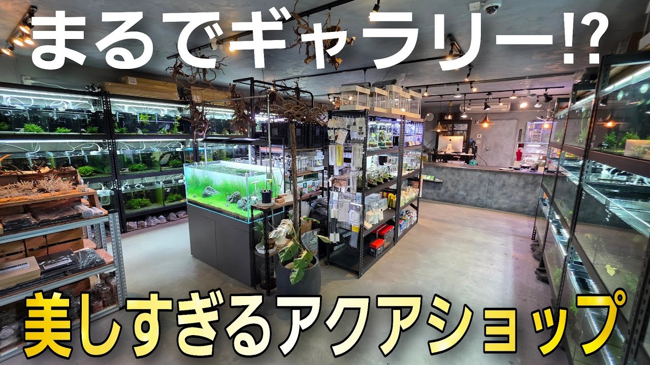 まるで海外のギャラリー⁉おしゃれ過ぎるアクアショップ‼ 【エビノカカト】aquarium アクアリウム シュリンプ ビーシュリンプ スラウェシシュリンプ 水草 流木 パルダリウム