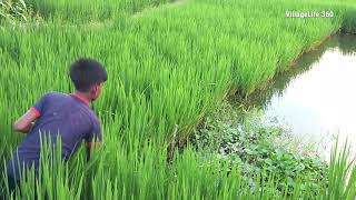 Village boy hunting fish by hook | Fish hunting with hook