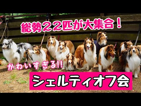 【天国】久しぶりのオフ会！22匹のもふもふシェルティが大集結！ 22 cutest dogs gathered