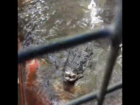 biggest crocodile in captivity guiness world record - YouTube
