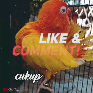 story wa lovebird lutino mm 30 detik #coronaprojek #yoondy_sf