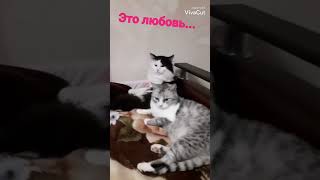 Веселые коты / Смешные котики / Коты приколы / Забавные животные / Смешные коты
