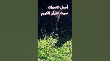 اللهم اجعل القرآن ربيع قلوبنا ونور صدورنا# القارئ اسلام_صبحي #المصحف# تصويري ♥️