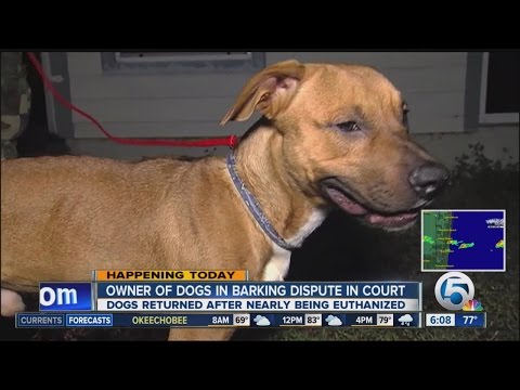 Video: Soudní rozkazy obtěžují psy, kteří mají být chirurgicky „odkorněni“