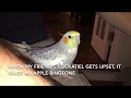 Cockatiel sings iphone ringtone