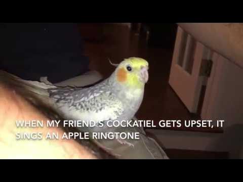 Cockatiel Sings iPhone Ringtone