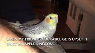 Cockatiel Menyanyikan Nada Dering iPhone