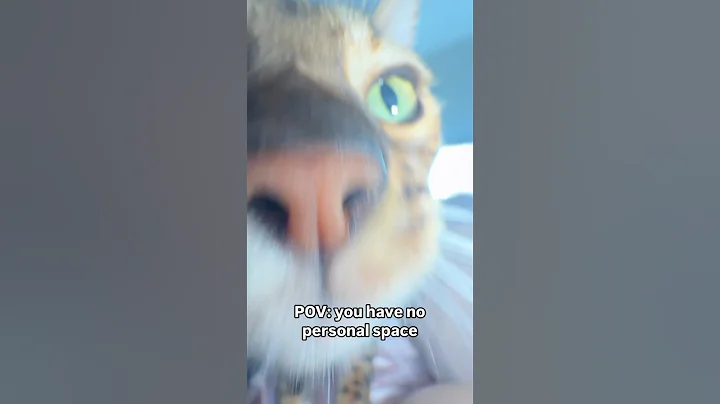 Video 11678811: bengalcat bengals cats