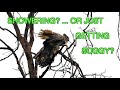 Great Horned Owls ... Showering? [NARRATED]