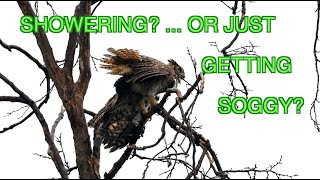 Great Horned Owls ... Showering? [NARRATED]