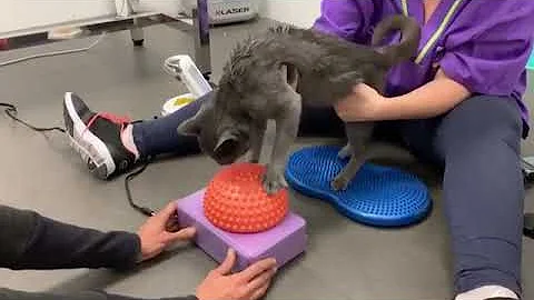 Como curar ataxia em gatos?