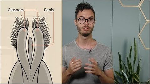 Insect thorax and abdomen | insects body parts | entomological hub | Module 02.03