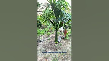 Worker Uses Impact Shovel to Dig Trees