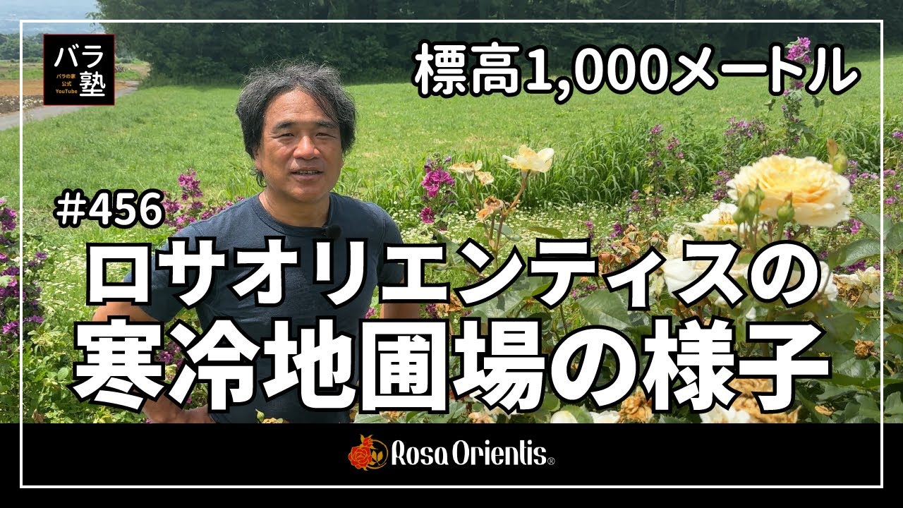 456 Rosa orientis in cold climate - YouTube
