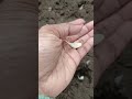 Grow Garlic