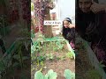Grow Garlic