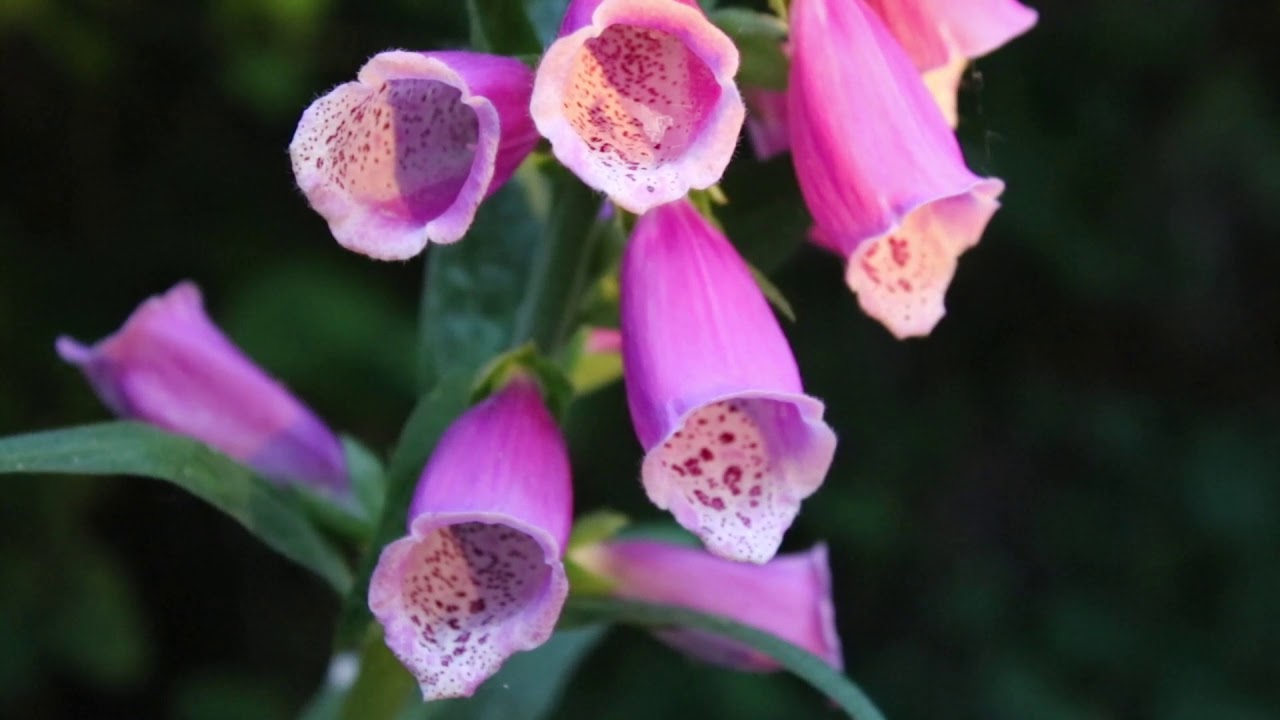 Wandeling door het Keigathof op 31 mei 2020.