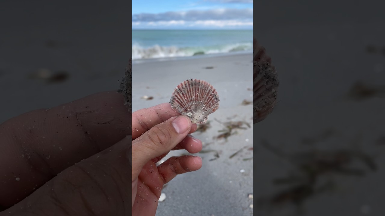 Found: Beautiful low tide Flat Scallop!! 🏝️ . . 