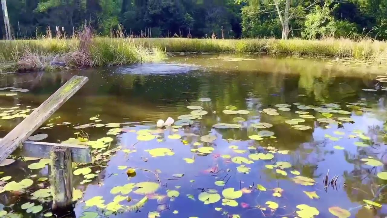 Pond and lake aeration system