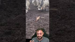 Muita carne pro churrasco do jacaré #biologohenrique #animais #bichoesperto #biologo