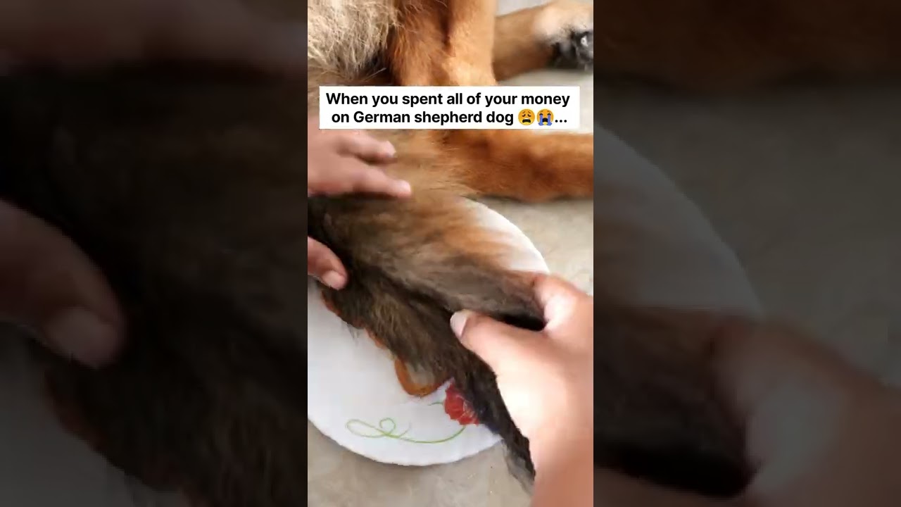 German Shepherd Funny Dog.. Sacrifice We Must Make.. 😭 