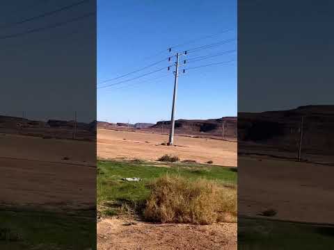 أضخم شجرة رتم برية قد تشاهدها