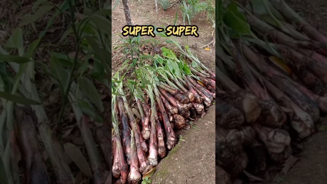 Bibit Pisang Raja Sajen Super