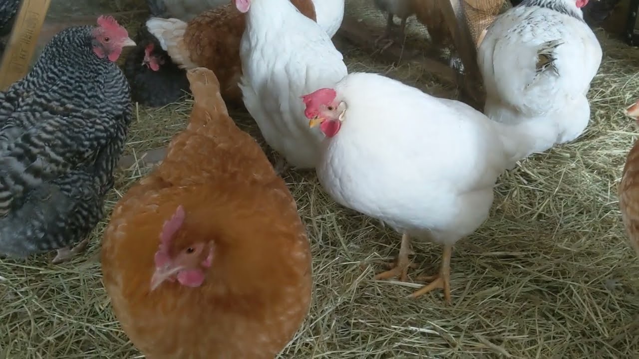 Chickens in Their Cozy Home 😍🐔🐓🥚☃️❄️