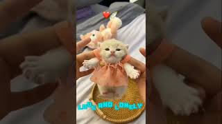 cute little kitty ❤❤ || #SHORTS || #CUTE || #viral screenshot 2