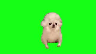 Mozart Skibidi Dog (Free Green Screen)