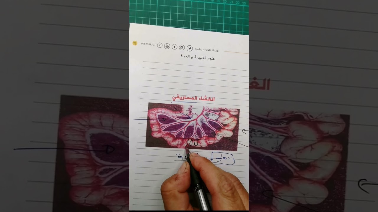 دور المساريقا فكرة بنقطة لا تضيعها