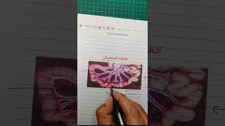 دور المساريقا فكرة بنقطة لا تضيعها