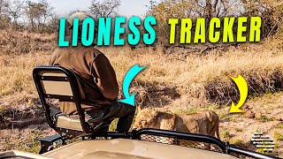 Lioness Approaches Safari Tracker