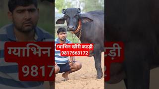 8 महीनें की ग्याभिन खीरी कटड़ी, बिक्री के लिए उपलब्ध || Dhanpat Yadav Dairy Farm (9817563172)